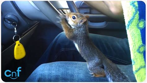 driving squirrelly